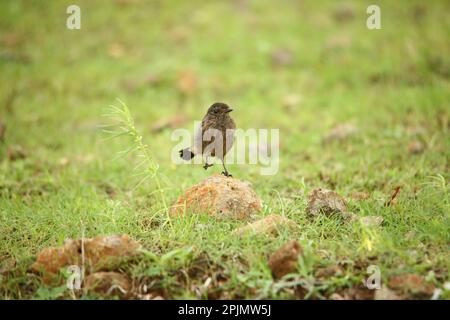 Weiblicher Rattenbusch-Chat (Saxicola caprata), der auf einem Bein steht, satara maharashtra india Stockfoto