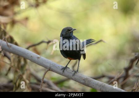 Indischer Rotkehlchen (Copsychus fulicatus), satara maharashtra indien (2) Stockfoto