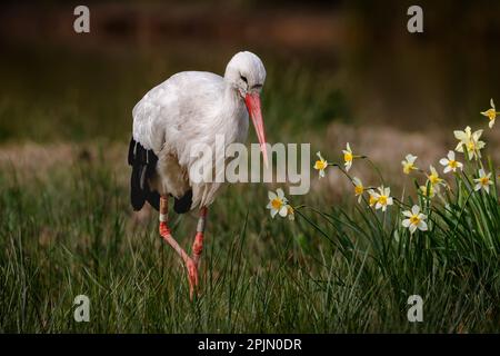 Storch, der auf der Suche nach Essen durch eine Wiese spaziert, inmitten von Frühlingsblumen (narzissi) Stockfoto