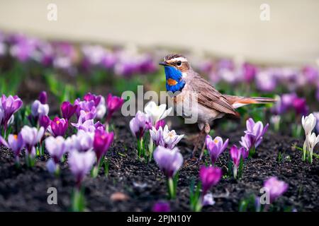 songbird männlicher Bluethroat wandert im Frühlingsgarten zwischen fliederfarbenen Krokusblüten Stockfoto