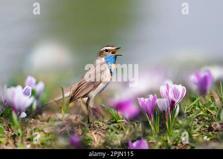 Der männliche Bluethroat-Vogel wandert im Frühlingsgarten zwischen fliederfarbenen Krokusblüten und singt Stockfoto