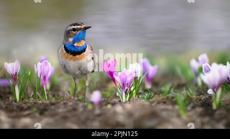 Wunderschöne männliche Bluethroat-Vögel wandern im Frühlingsgarten zwischen violetten Krokusblüten Stockfoto