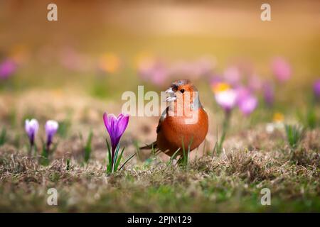 Wunderschöne männliche Vogelfinken wandern im Frühlingspark zwischen violetten Krokusblüten Stockfoto