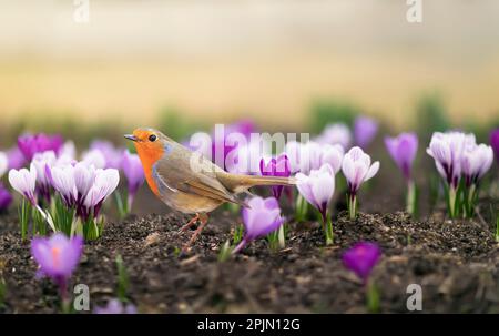 Im Frühlingspark wandern wunderschöne Vögel zwischen violetten Krokusblumen Stockfoto