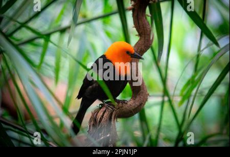 Scharlachkopf, Amblyramphus Holosericeus, schwarzer Vogel mit orangefarbenem rotem Kopf im tropischen Dschungelwald, das beste Foto Stockfoto