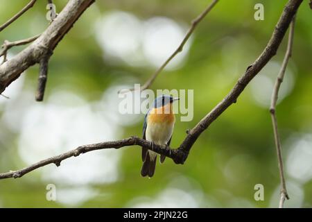 Kitzelblauer Fliegenfänger, satara maharashtra indien Stockfoto