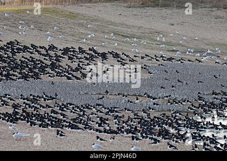 Red Knot und Oystercatcher bei Flut in Snettisham RSPB Reserve Norfolk UK Stockfoto