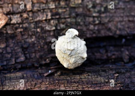 Nest einer Töpferwespe (Eumeninae) aus Schlamm Stockfoto