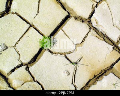 Der große Schachtelschwanz (Equisetum telmateia), der in einem trockenen Teich wächst Stockfoto