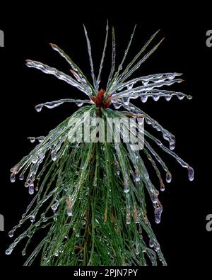Eisbedeckte Weißkiefer (Pinus Strobus) nach dem Eissturm, Michigan, USA, Nordamerika Stockfoto