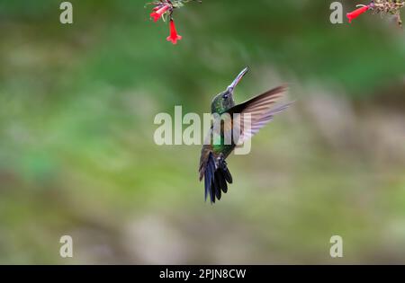 Minimalistische Szene eines kupferfarbenen Kolibris in einzigartiger Pose, der unter Blumen fliegt Stockfoto