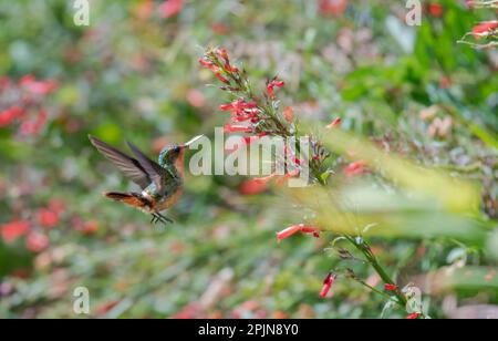 Kleiner Kolibri aus Coquette, der in einem Garten fliegt, um sich von roten Blumen zu ernähren. Stockfoto