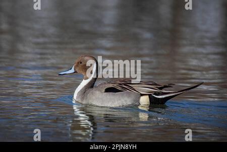 Nördliche Pintail-Ente männlich (Anas acuta), schwimmend auf einem lokalen Winterteich in Kanada Stockfoto