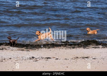 Edinburgh, Schottland, Großbritannien. 3. April 2023 Der Sonnenschein im Frühling zieht Besucher nach Cramond Foreshore, wo sie die Sonne genießen und sich an Outdoor-Aktivitäten beteiligen können. Hunde, die Spaß haben und im Wasser herumplanschen. Kredit: Craig Brown/Alamy Live News Stockfoto