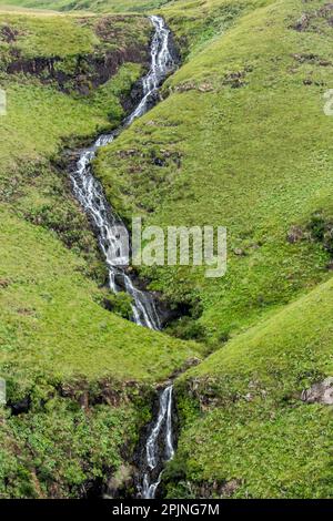 Die Mahai-Wasserfälle, wie sie aus der Ferne zu sehen sind, wenn sie einen steilen, mit Gras bedeckten Hang der Drakensberg-Berge in Südafrika hinunterstürzen. Stockfoto