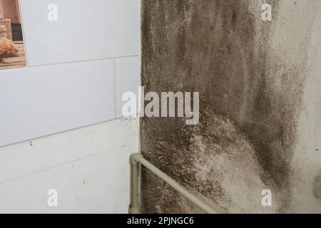 Es gibt zwei Wände in der Ecke, eine mit Schimmel und die andere saubere, gefährliche und schädliche Schimmel im Haus an den Wänden. Stockfoto