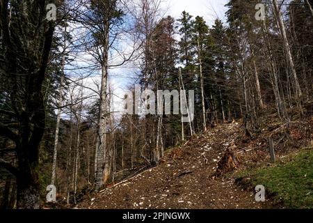 Frisch gezogener Waldweg in der Nähe des Klosters Grande Chartreuse, Saint-Pierre de Chartreuse, Isere, Frankreich Stockfoto