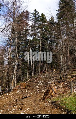 Frisch gezogener Waldweg in der Nähe des Klosters Grande Chartreuse, Saint-Pierre de Chartreuse, Isere, Frankreich Stockfoto