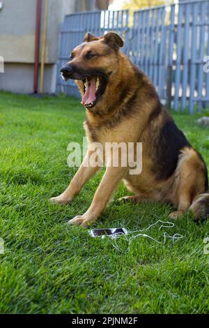 Der Hund saß auf dem Gras und sang auf dem Smartphone Stockfoto