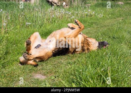 Der Schäferhund auf dem Rücken ist im Gras Stockfoto