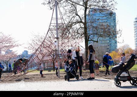 Vater und Tochter gehen unter blühenden Bäumen. Wunderschöne Natur. Die Leute genießen den Park an sonnigen Tagen. Wunderschöne Kirschblüte im Hintergrund. Vancouver, BC, Kanada. David Lam Park. April 2023 Stockfoto