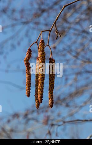 Europäischer Erle, Alnus glutinosa, Zweig mit reifen weiblichen Katzen, blühenden männlichen Katzen und Knospen auf weichem Hintergrund, selektiver Fokus. Stockfoto