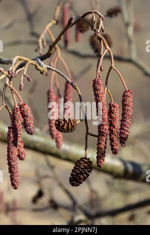 Europäische Erle, Alnus glutinosa, Baum, Nahaufnahme von Zapfen und Katzenmuscheln im Frühjahr. Stockfoto