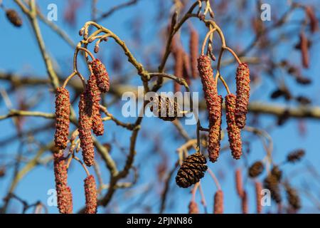 Europäischer Erle, Alnus glutinosa, Zweig mit reifen weiblichen Katzen, blühenden männlichen Katzen und Knospen auf weichem Hintergrund, selektiver Fokus. Stockfoto