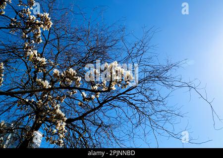 Weiße Chinesen oder Untertassen Magnolienblüten, große Magnolienblüten vor dem Hintergrund verwelkter Zweige eines anderen Lebensbaums Todesvergleich von Jugend und Alter Stockfoto