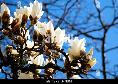 Weiße Chinesen oder Untertassen Magnolienblüten, große Magnolienblüten vor dem Hintergrund verwelkter Zweige eines anderen Lebensbaums Todesvergleich von Jugend und Alter Stockfoto