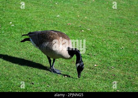 Wilde kanadische Gänse füttern Gras, gefolgt von ausgewachsener Kanadiergänse. Kanadische Gänse können Zuchtkolonien in städtischen und kultivierten Gebieten aufbauen, die Nahrung und wenige natürliche Raubtiere liefern Stockfoto