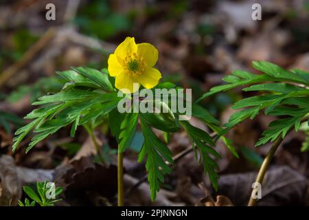 Im Frühling blüht im wilden Wald Anemone Yellow Anemone ranunculoides. Stockfoto