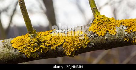 Xanthoria parietina, Gemeine Orangenflechte, Gelbschuppen, Seelichtflechten und Landflechten, an der Rinde des Astes. Dünner trockener Ast mit o Stockfoto