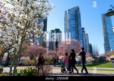 Wunderschöne Natur. Die Leute genießen den Park an sonnigen Tagen. Wunderschöne Kirschblüte im Hintergrund. Vancouver, BC, Kanada. David Lam Park. April 2023 Stockfoto