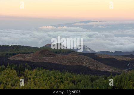 Blick über die vulkanische Landschaft mit Pinien, Chinyero Naturschutzgebiet im Nordwesten von Teneriffa Kanarische Inseln Spanien. Stockfoto