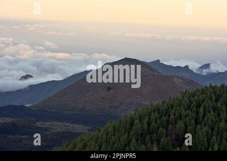 Blick über die vulkanische Landschaft mit Pinien, Chinyero Naturschutzgebiet im Nordwesten von Teneriffa Kanarische Inseln Spanien. Stockfoto