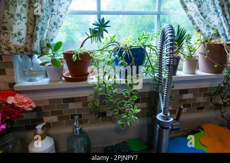 Die im Sonnenlicht wachsenden Zimmerpflanzen säumen die Fensterbank eines amerikanischen Hauses. Stockfoto