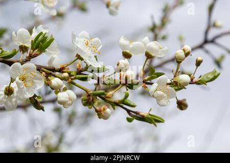 Wilde weiße Pflaumenblüten schließen sich an einem sonnigen Frühlingstag in einem Wald. Art Prunus cerasifera, auch bekannt als Kirschpflaume oder Myrobalanpflaume. Stockfoto