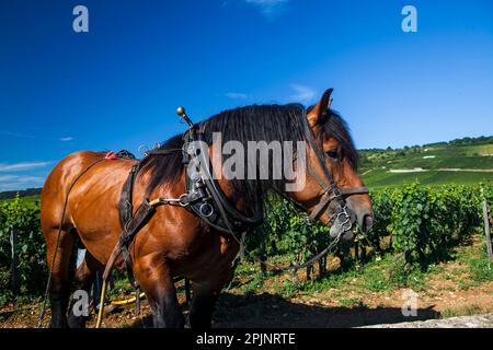 In der cote de beaune in der Nähe von domaine romanee conti erntete ein großes Pferd die Weinberge Stockfoto