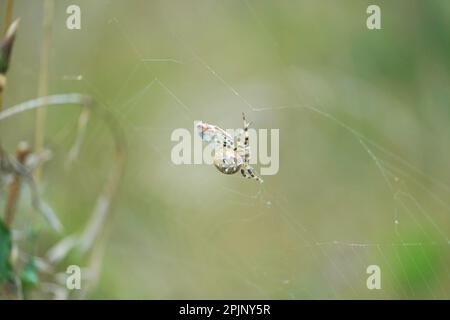 Die Spinne fängt und wickelt den Grashalter ins Netz, springt und wickelt Spinne fängt Grashüpfer im Netz und wickelt ihn ein. Stockfoto