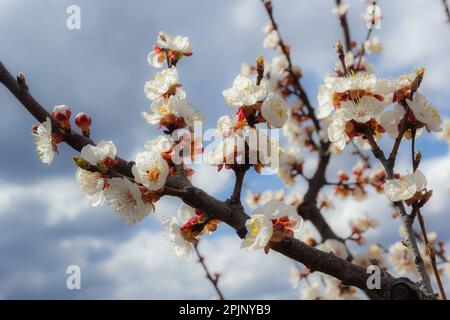 Blüte Blume Aprikosenbaum. Aprikosenbaumblüten mit weichem Fokus. Frühling weiße Blumen auf einem Baum Ast. Aprikosenbaum in Blüte. Stockfoto
