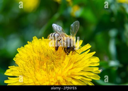 Nahaufnahme der kleinen weißen, flauschigen Wildbiene in gelber Löwenblume auf der Wiese. Stockfoto