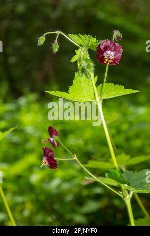 Lila und rote Blüten von Geranium phaeum Samobor im Frühlingsgarten. Stockfoto