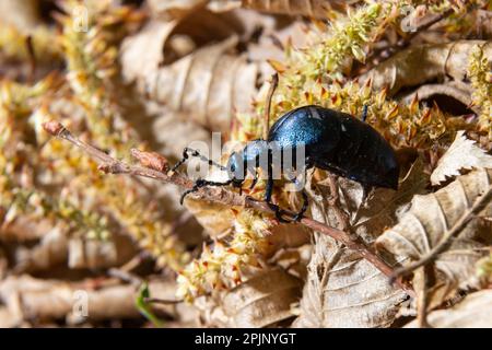 Der violette Ölkäfer Meloe violaceus ist eine Art Ölkäfer, die zur Familie Meloidae gehört. Diese Käfer sind in den meisten Teilen Europas, in EA, zu finden Stockfoto