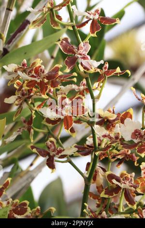 Blühende Orchidee Oncidium „Jungle Monarch“ Stockfoto