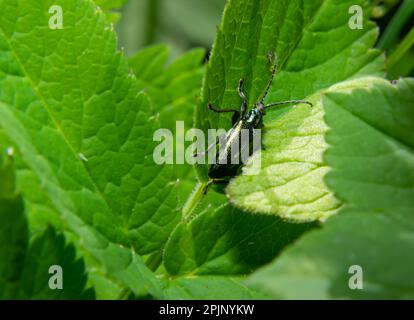 Großer goldgrüner Käfer Spanische Fliege, cantharis lytta vesicatoria. Die Quelle des terpenoiden Cantharidins, eines toxischen Blasenbildners, der einst als AP verwendet wurde Stockfoto