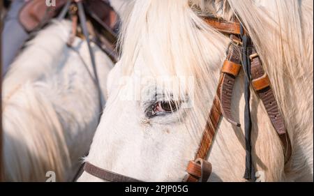 Bandido und Abrivado in einer Dorfstraße im Süden Frankreichs. Camargue-Bulle läuft frei in einer Straße. Stierkampf-Tradition. Stockfoto