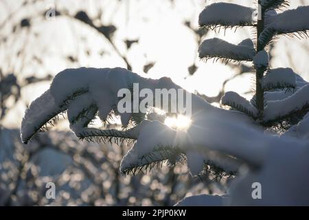 Sonne scheint hinter schneebedeckten jungen Nadelbäumen - Winterwetterkonzept Stockfoto