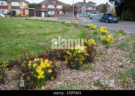 4. April 2023. Blumenbeete in Kreisverkehre in Farnborough, Hampshire, Großbritannien, wurden dieses Jahr vom Rushmoor Borough Council mit Zwiebeln und mehrjährigen Pflanzen anstelle der üblichen Jahreszeiten. In den Vorjahren waren die Blumen stark bewässert worden. Die neuen Anlagen sollten kostengünstiger und nachhaltiger sein, da sie weniger Wasser benötigen und besser für die Hitzewellen und Dürren im Sommer geeignet sind, die aufgrund des Klimawandels immer häufiger auftreten. Stockfoto