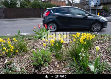 4. April 2023. Blumenbeete in Kreisverkehre in Farnborough, Hampshire, Großbritannien, wurden dieses Jahr vom Rushmoor Borough Council mit Zwiebeln und mehrjährigen Pflanzen anstelle der üblichen Jahreszeiten. In den Vorjahren waren die Blumen stark bewässert worden. Die neuen Anlagen sollten kostengünstiger und nachhaltiger sein, da sie weniger Wasser benötigen und besser für die Hitzewellen und Dürren im Sommer geeignet sind, die aufgrund des Klimawandels immer häufiger auftreten. Stockfoto